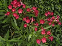 DSCI0059